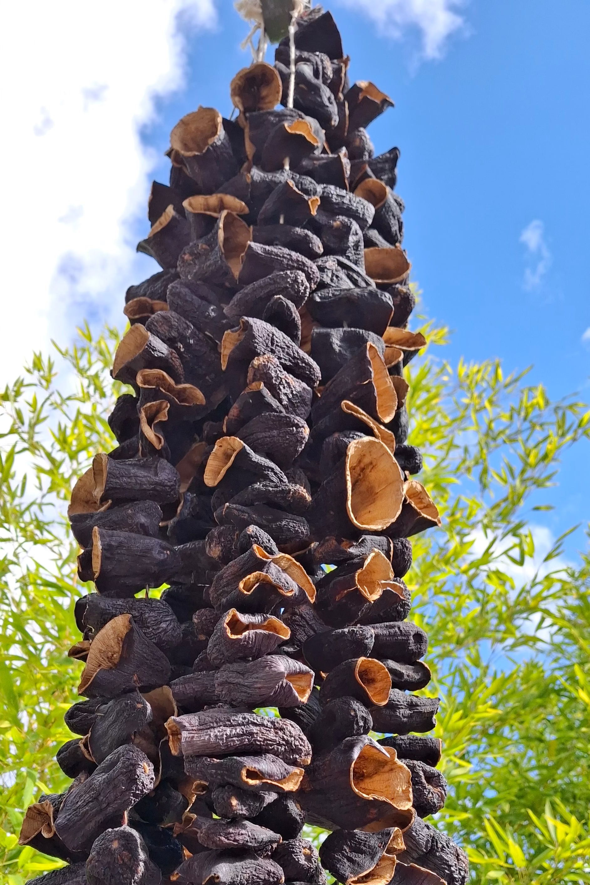 Aubergines séchées pour dolma (1 bağ) Kuru Patlıcan Dolmalık