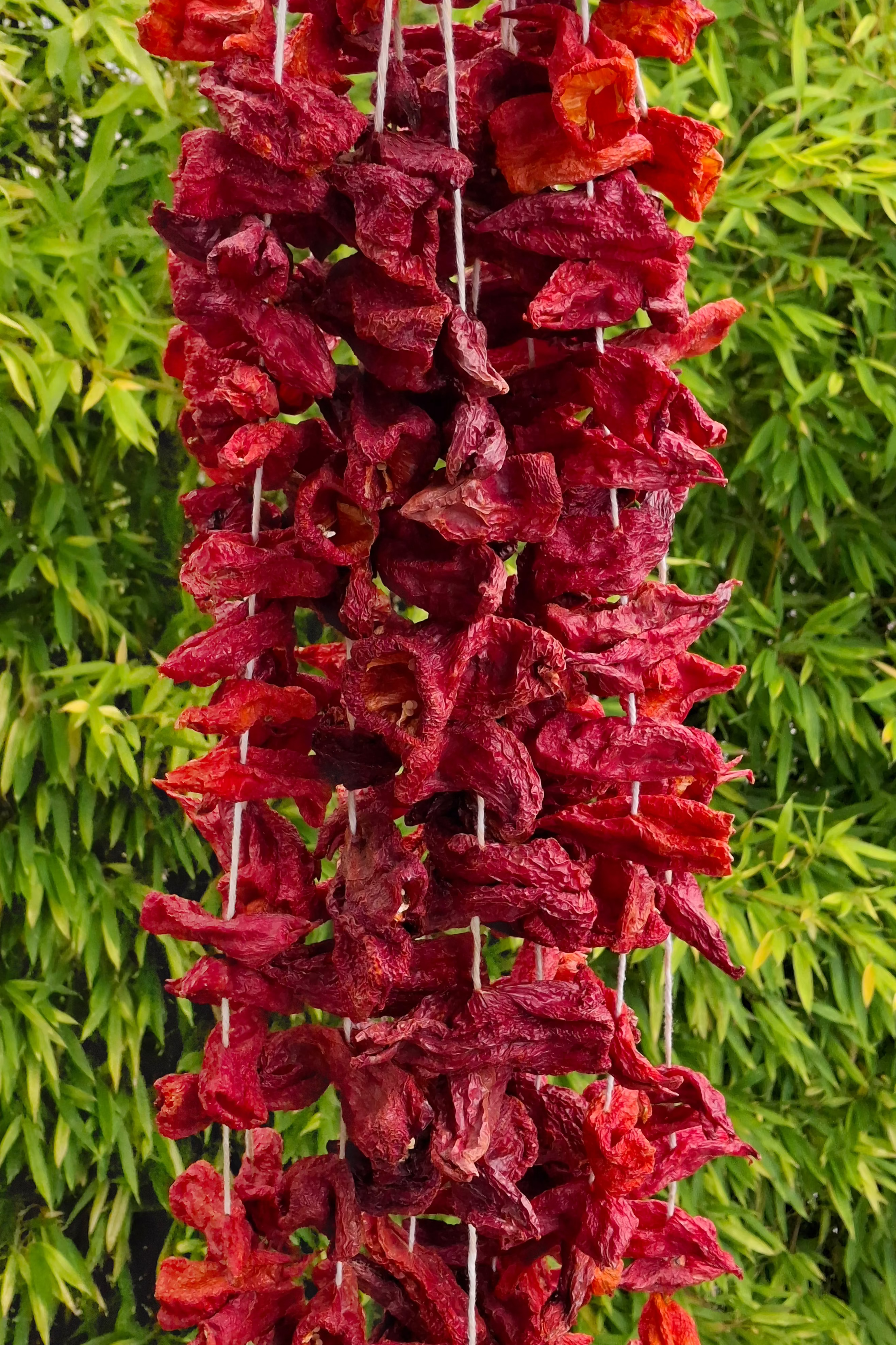 Poivrons rouges doux séchés pour dolma (1 bağ)