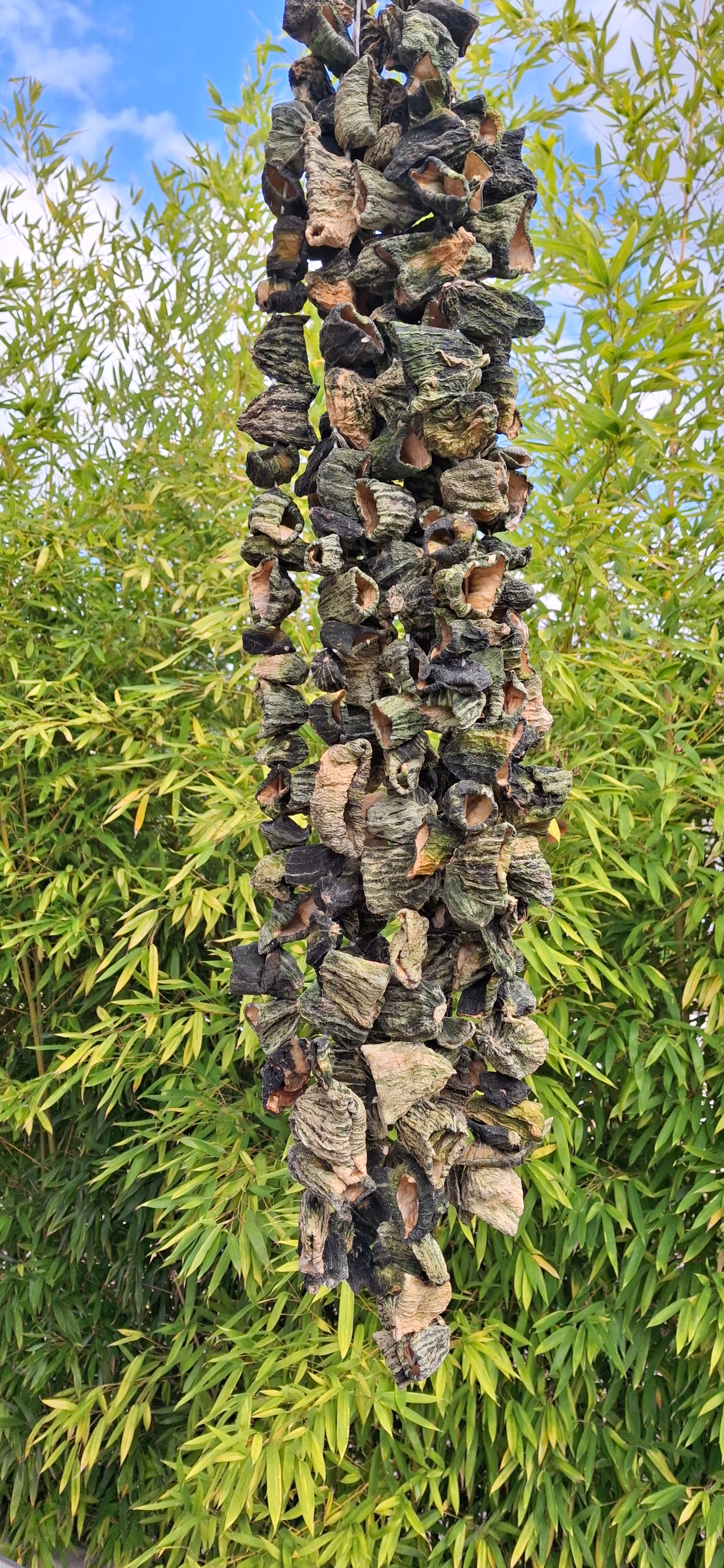 Concombre séché pour dolma (acur) 1 bağ