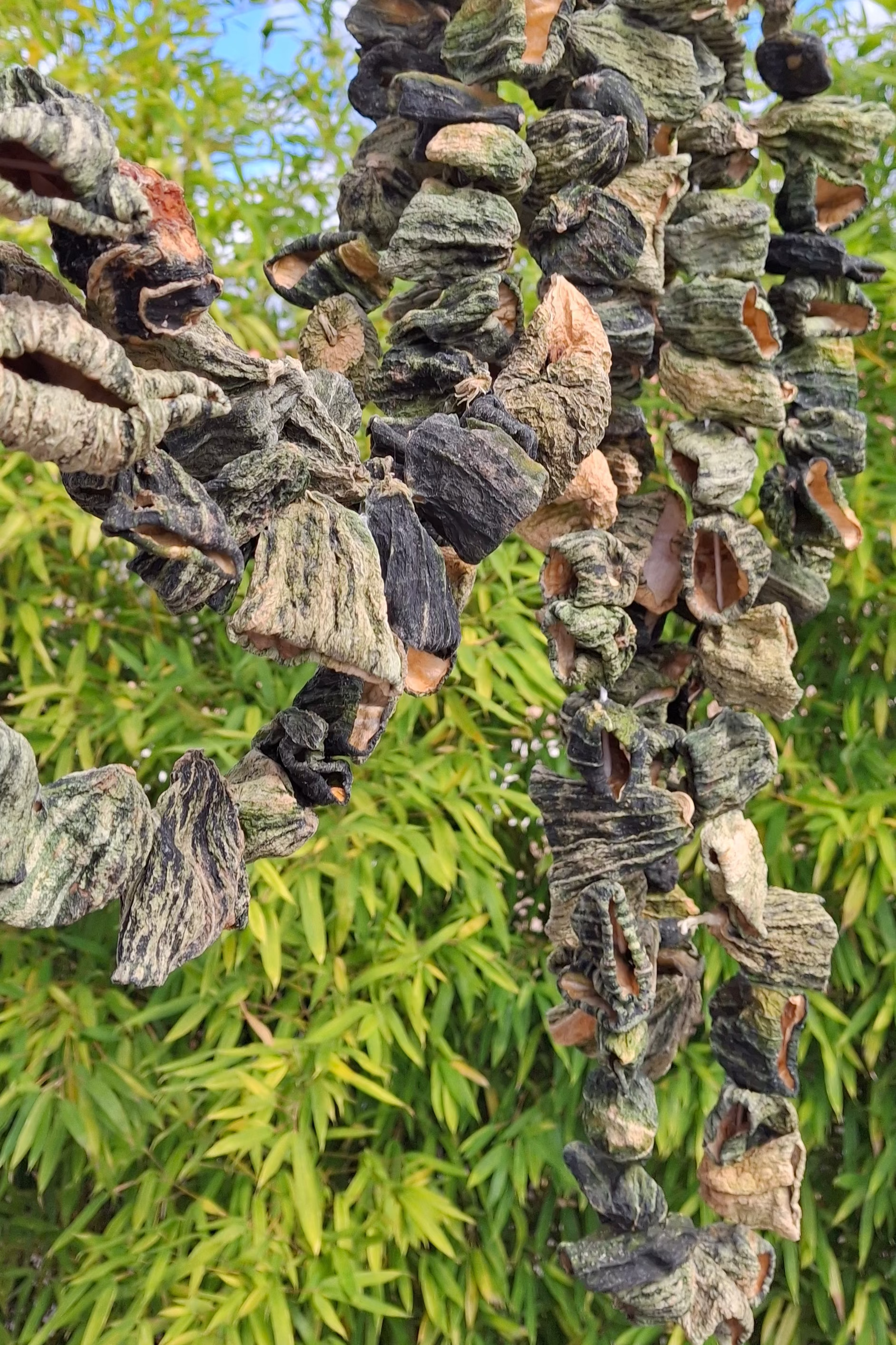 Concombre séché pour dolma (acur) 1 bağ