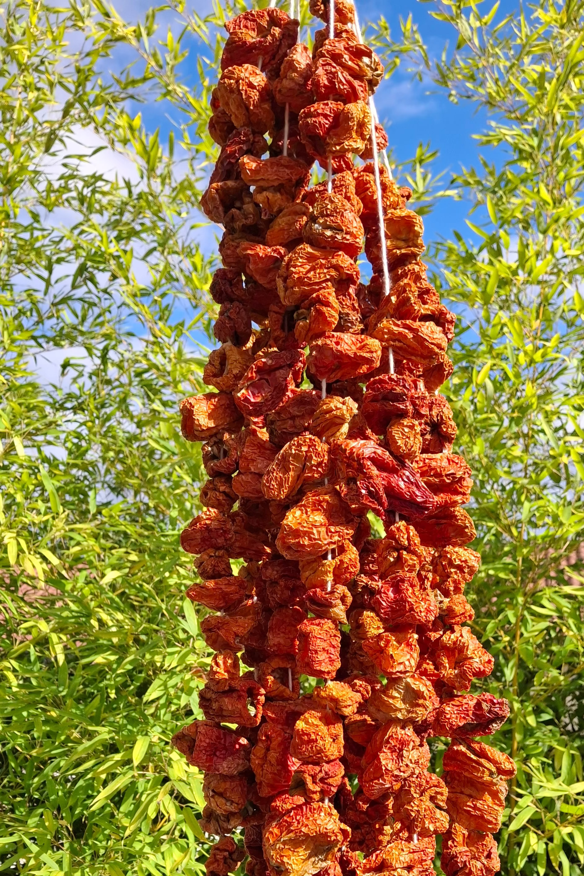 Poivrons séchés pour dolma (1 bağ) Dolmalık Biber Kurusu
