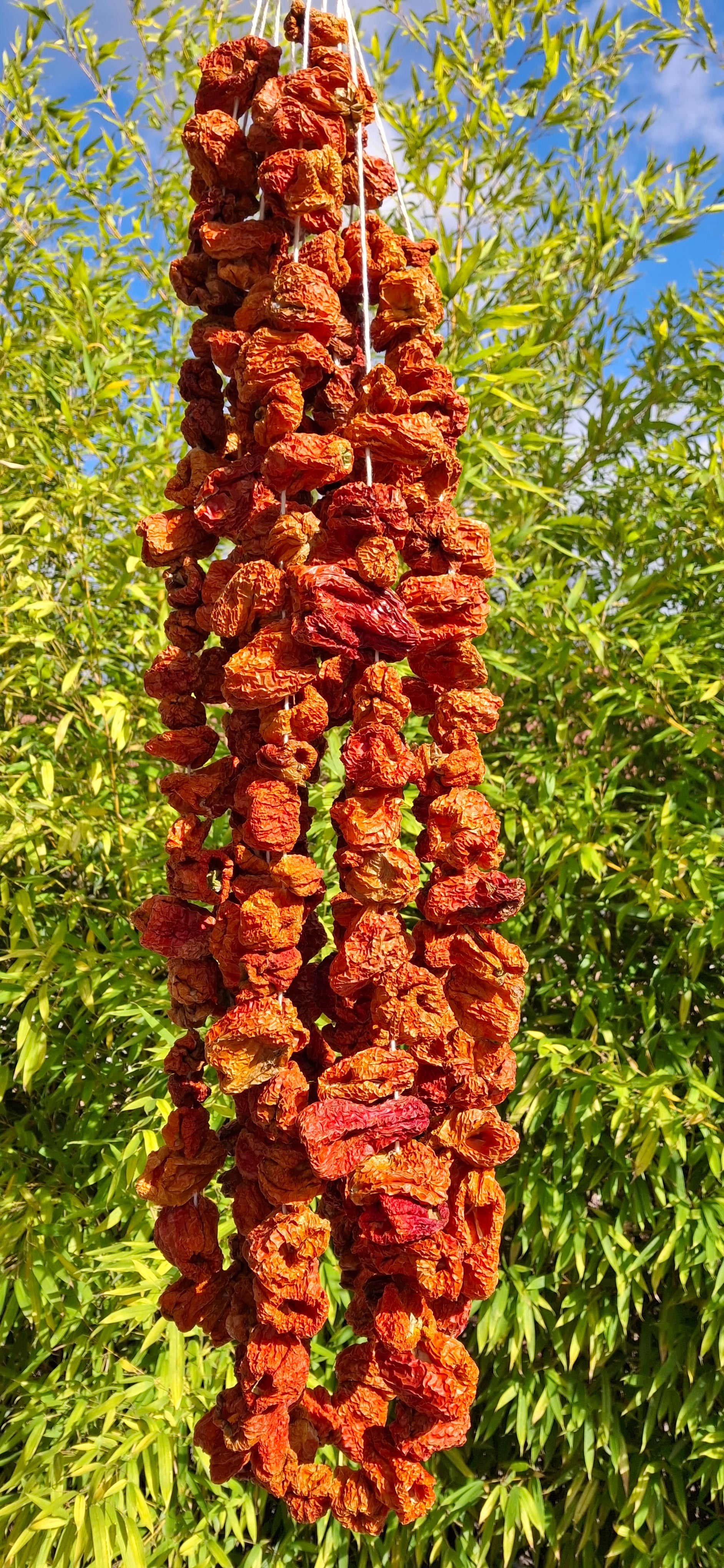 Poivrons séchés pour dolma (1 bağ) Dolmalık Biber Kurusu