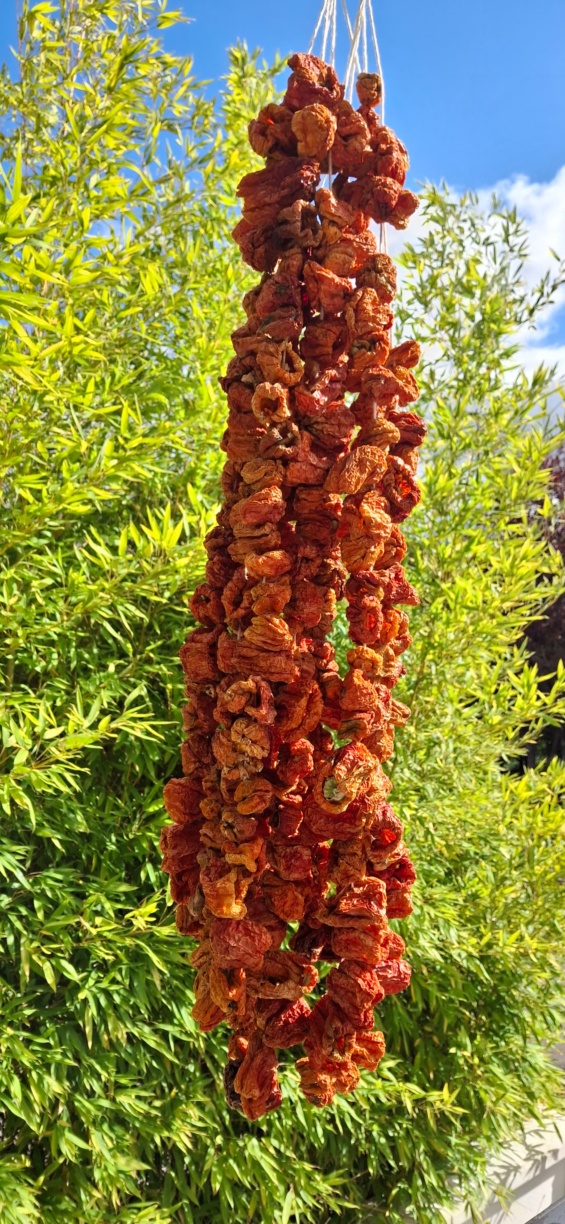 Poivrons séchés pour dolma (1 bağ) Dolmalık Biber Kurusu